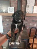 Chad, a male German Shepherd Dog and Labrador Retriever for sale in La Junta, CO – 4 of 4
