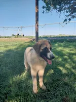 Eddie, a male German Shepherd Dog and Anatolian Shepherd Dog for sale in La Junta, CO – 3 of 7