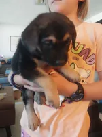 Branch, a male German Shepherd Dog and Labrador Retriever for sale in La Junta, CO – 3 of 4