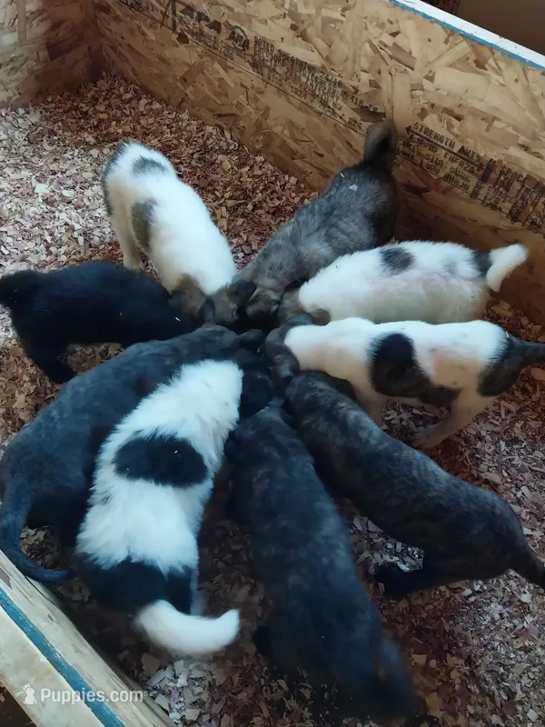 Lady – German Shepherd Dog, Anatolian Shepherd Dog puppy for sale in La Junta, CO