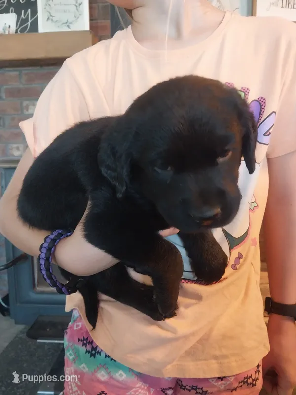 Shadow – German Shepherd Dog, Labrador Retriever puppy for sale in La Junta, CO