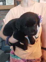 Shadow, a female German Shepherd Dog and Labrador Retriever for sale in La Junta, CO – 1 of 2