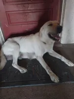 Branch, a male German Shepherd Dog and Labrador Retriever for sale in La Junta, CO – 4 of 4
