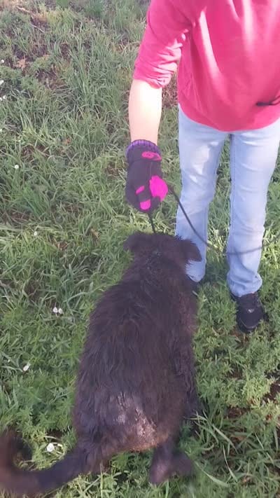Rosie, a female German Shepherd Dog and Anatolian Shepherd Dog for sale in La Junta, CO – 3 of 5