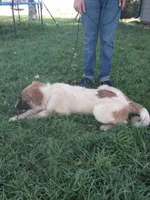 Mace, a male German Shepherd Dog and Anatolian Shepherd Dog for sale in La Junta, CO – 3 of 5