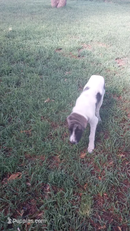 Brody – German Shepherd Dog, Anatolian Shepherd Dog puppy for sale in La Junta, CO