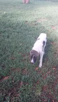 Brody, a male German Shepherd Dog and Anatolian Shepherd Dog for sale in La Junta, CO – 1 of 6