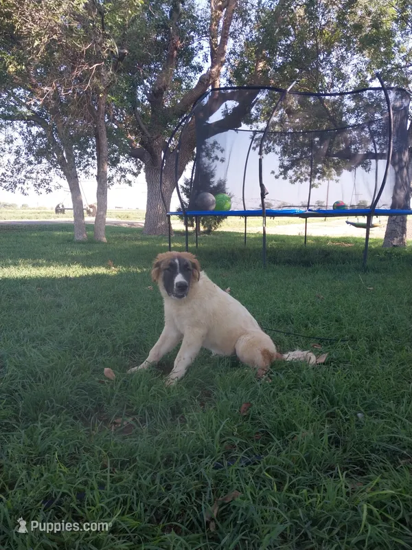 Mace – German Shepherd Dog, Anatolian Shepherd Dog puppy for sale in La Junta, CO