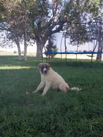 Mace, a male German Shepherd Dog and Anatolian Shepherd Dog for sale in La Junta, CO – 1 of 5