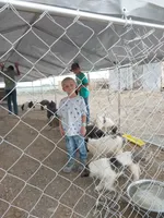 Brody, a male German Shepherd Dog and Anatolian Shepherd Dog for sale in La Junta, CO – 6 of 6