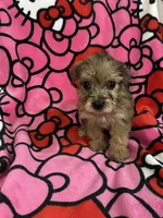 Beyonce, a female Yorkshire Terrier for sale in Houston, TX – 3 of 3
