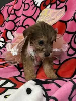 Princess, a female Yorkshire Terrier for sale in Houston, TX – 2 of 3