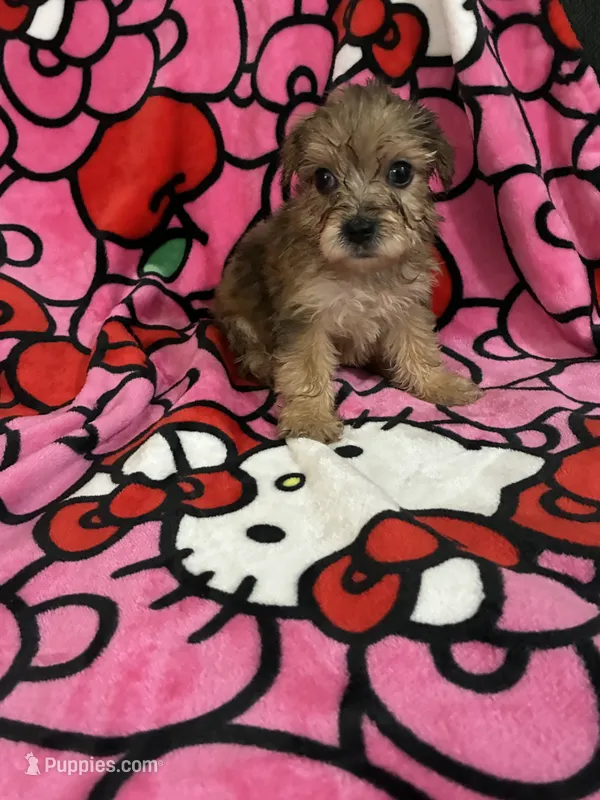 Beyonce – Yorkshire Terrier puppy for sale in Houston, TX