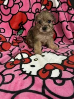 Beyonce, a female Yorkshire Terrier for sale in Houston, TX – 1 of 3