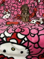Princess, a female Yorkshire Terrier for sale in Houston, TX – 3 of 3
