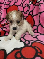 Butterball, a female Yorkshire Terrier for sale in Houston, TX – 2 of 3