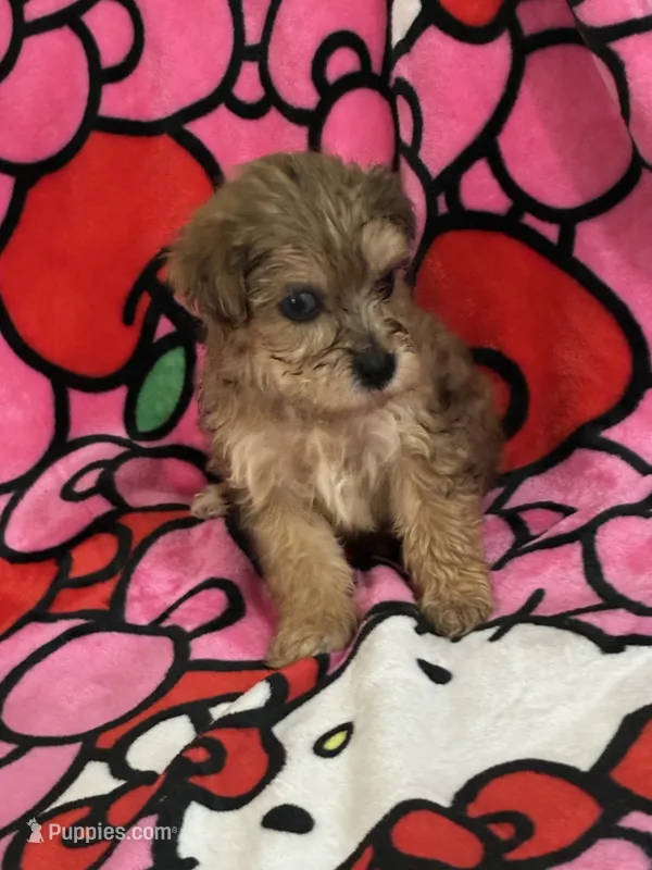 Mj – Yorkshire Terrier puppy for sale in Houston, TX