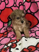 Mj, a female Yorkshire Terrier for sale in Houston, TX – 1 of 3
