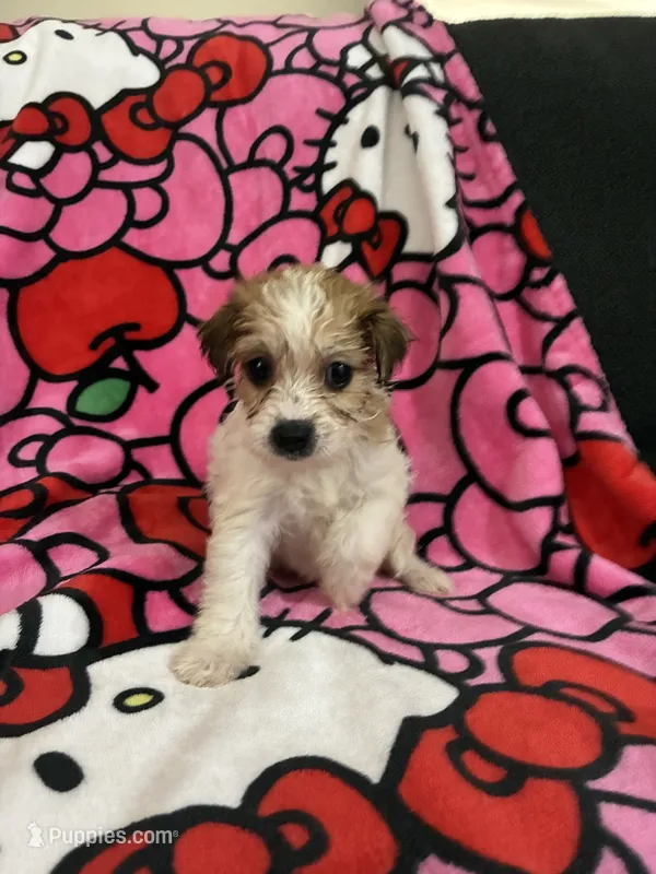 Butterball – Yorkshire Terrier puppy for sale in Houston, TX