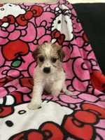 Butterball, a female Yorkshire Terrier for sale in Houston, TX – 1 of 3