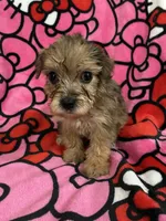 Beyonce, a female Yorkshire Terrier for sale in Houston, TX – 2 of 3
