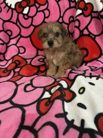 Mj, a female Yorkshire Terrier for sale in Houston, TX – 2 of 3