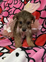 Princess, a female Yorkshire Terrier for sale in Houston, TX – 1 of 3