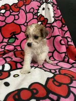 Butterball, a female Yorkshire Terrier for sale in Houston, TX – 3 of 3