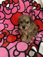 Mj, a female Yorkshire Terrier for sale in Houston, TX – 3 of 3