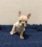 Cotton , a female French Bulldog for sale in Fresno, TX – 2 of 7