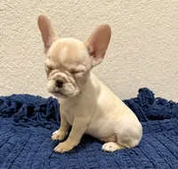 Cotton , a female French Bulldog for sale in Fresno, TX – 5 of 7