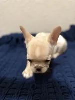 Cotton , a female French Bulldog for sale in Fresno, TX – 6 of 7