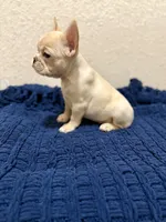 Cotton , a female French Bulldog for sale in Fresno, TX – 7 of 7