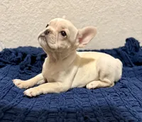 Cotton , a female French Bulldog for sale in Fresno, TX – 4 of 7