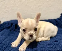 Cotton , a female French Bulldog for sale in Fresno, TX – 3 of 7