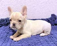 Cotton , a female French Bulldog for sale in Fresno, TX – 1 of 7