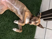 Riley, a female American Staffordshire Terrier for sale in San Jacinto, CA – Photo 3 of 4