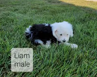Liam, a male Bernedoodle for sale in Erie, IL – Photo 1 of 3