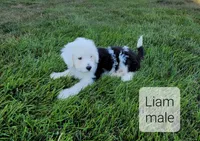 Liam, a male Bernedoodle for sale in Erie, IL – Photo 2 of 3