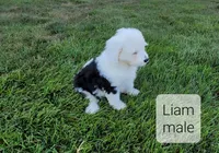 Liam, a male Bernedoodle for sale in Erie, IL – Photo 3 of 3