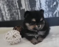 Bloom, a female Pomeranian for sale in Erie, IL – Photo 2 of 3