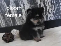 Bloom, a female Pomeranian for sale in Erie, IL – Photo 1 of 3