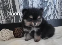 Bloom, a female Pomeranian for sale in Erie, IL – Photo 3 of 3