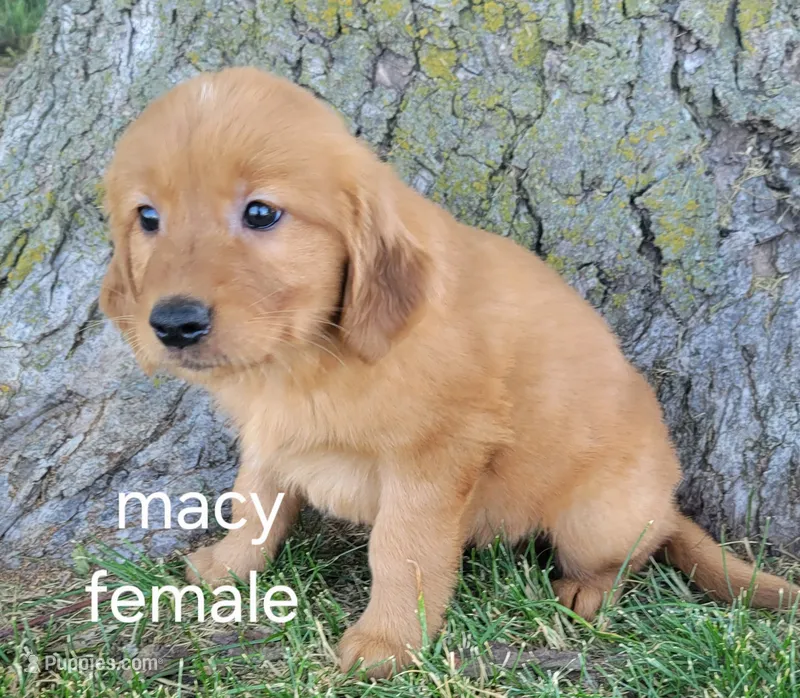 Macy – Golden Retriever puppy for sale in Erie, IL