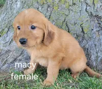 Macy, a female Golden Retriever for sale in Erie, IL – 1 of 3