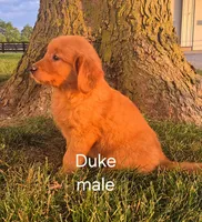 Duke , a male Golden Retriever for sale in Erie, IL – 3 of 3