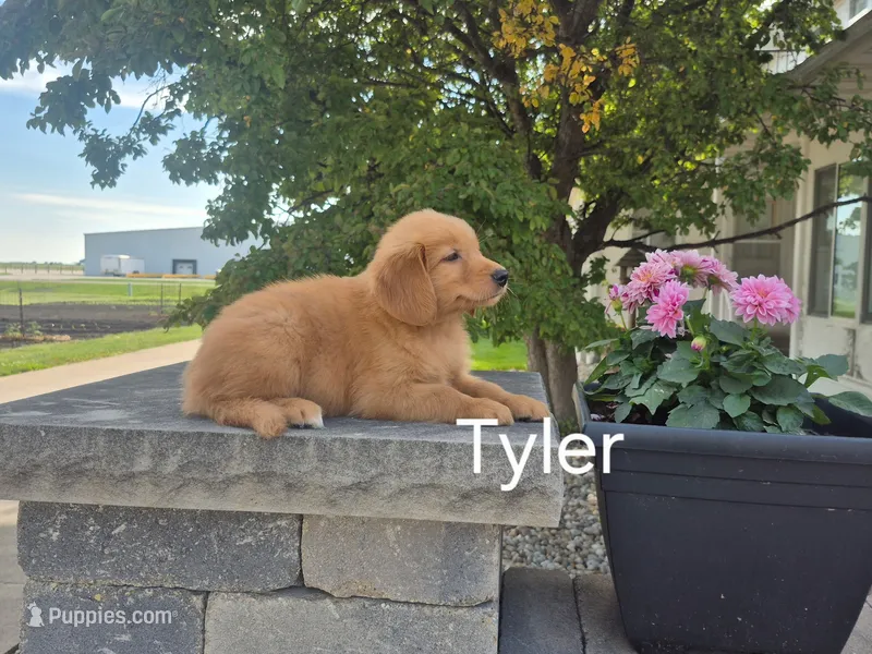 Tyler – Golden Retriever puppy for sale in Erie, IL