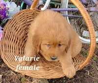 Valerie, a female Golden Retriever for sale in Erie, IL – Photo 2 of 3