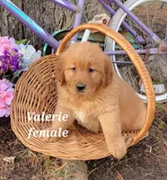 Valerie, a female Golden Retriever for sale in Erie, IL – Photo 3 of 3