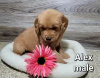 Alex, a male Golden Retriever for sale in Erie, IL – Photo 4 of 4